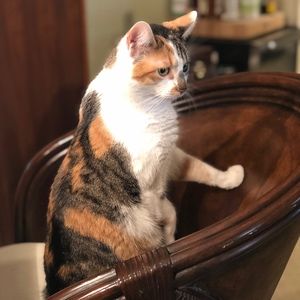 Meet your Posher, Carrie